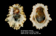 Scutellastra obtecta